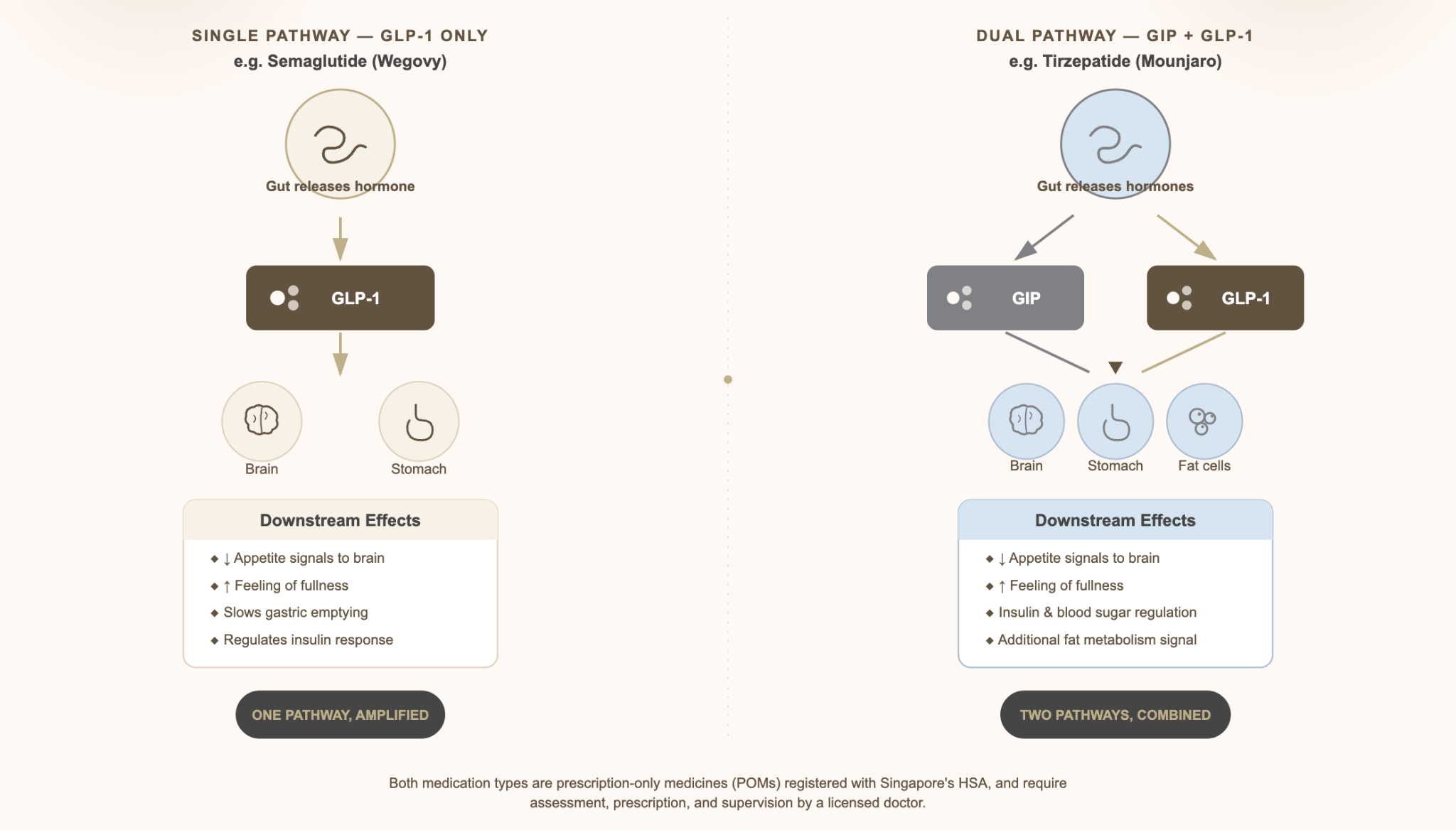 Diagram comparing the single GLP-1 pathway used by semaglutide with the dual GIP and GLP-1 pathway used by tirzepatide, showing effects on brain, stomach and fat cells